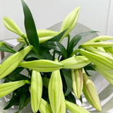 Lush Lily Bouquet