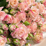 Simply Spray Roses
