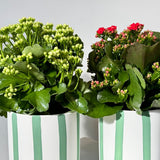 Kalanchoe Plant