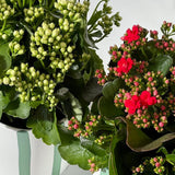 Kalanchoe Plant
