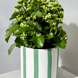 Kalanchoe Plant