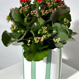 Kalanchoe Plant