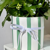 Kalanchoe Plant