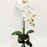 Silk Moth Orchid