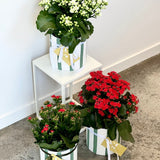 Kalanchoe Plant
