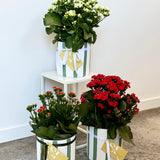 Kalanchoe Plant