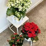 Kalanchoe Plant