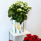 Kalanchoe Plant