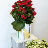 Kalanchoe Plant