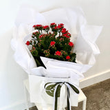 Kalanchoe Plant