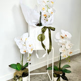 Silk Moth Orchid