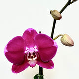 PINK Moth Orchid Plant