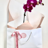 PINK Moth Orchid Plant