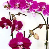 PINK Moth Orchid Plant