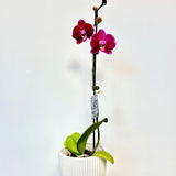 PINK Moth Orchid Plant