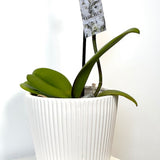PINK Moth Orchid Plant