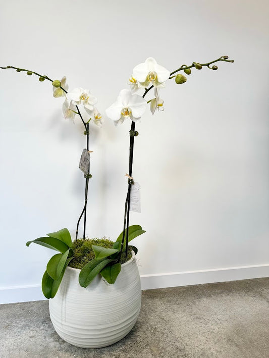 Double Moth Orchid in Concrete Pot