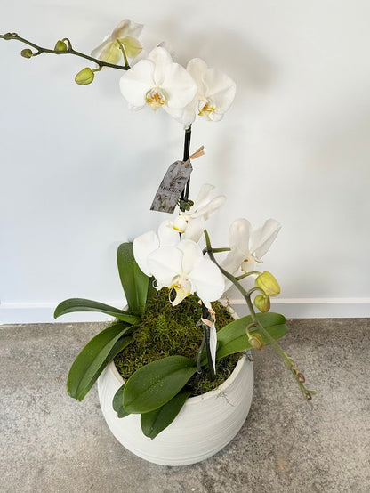 Double Moth Orchid in Concrete Pot