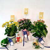 Kalanchoe Plant (ribbed pot)