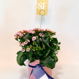 Kalanchoe Plant (ribbed pot)