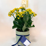 Kalanchoe Plant (ribbed pot)