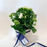 Kalanchoe Plant (ribbed pot)