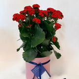 Kalanchoe Plant (ribbed pot)