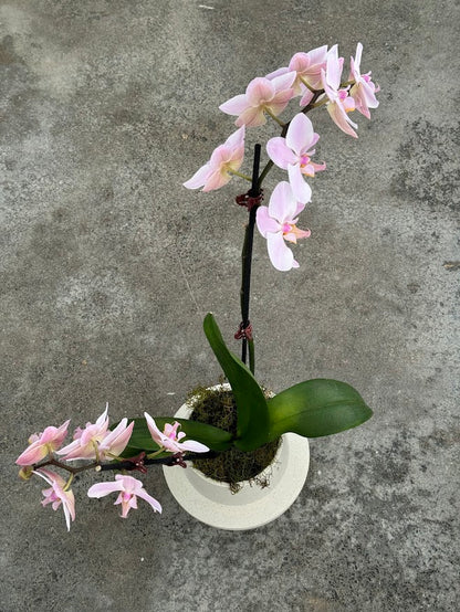 Double Stem Moth Orchid in Ceramic Pot