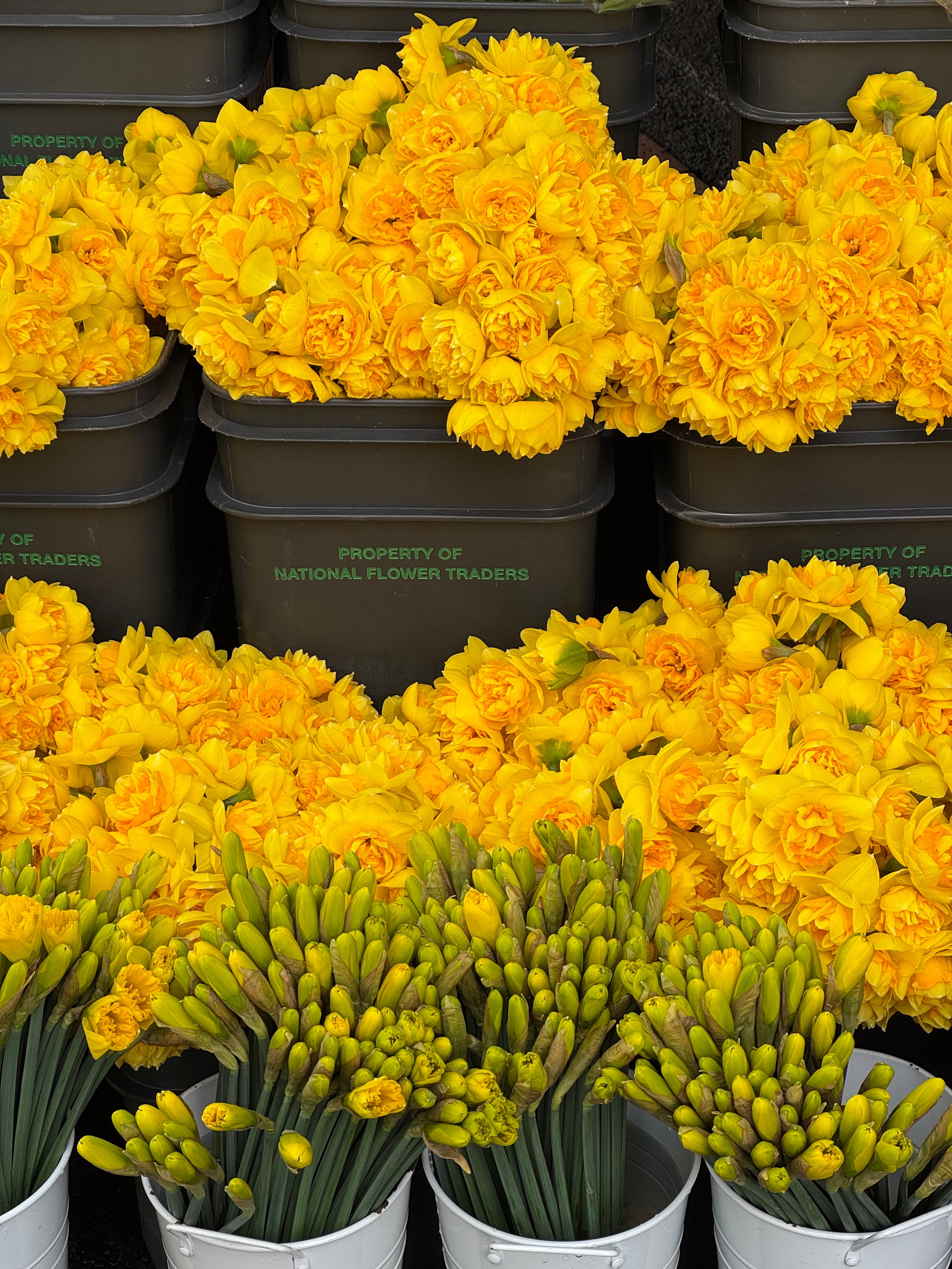 DAFFODIL DAY