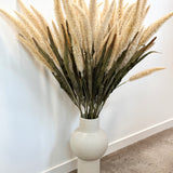 Fountain Grass