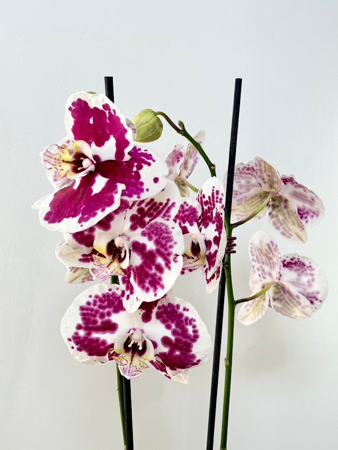 Double Stem Moth Orchid in Ceramic Pot