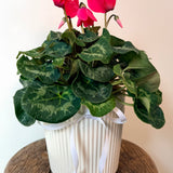 Cyclamen Plant