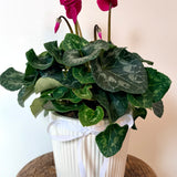 Cyclamen Plant