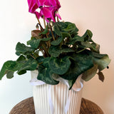 Cyclamen Plant