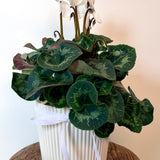 Cyclamen Plant