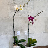 Moth Orchid Plant
