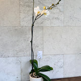 Moth Orchid Plant