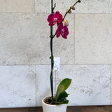 Moth Orchid Plant