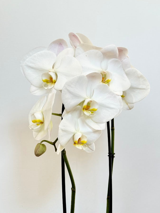 Double Moth Orchid in Grey Bowl