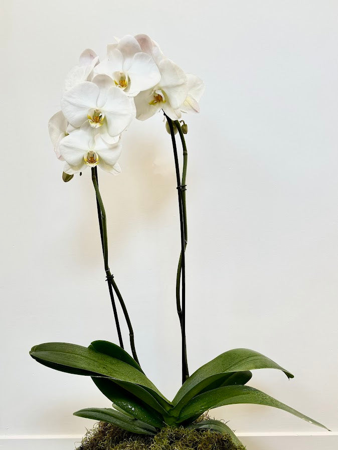 Double Moth Orchid in Grey Bowl