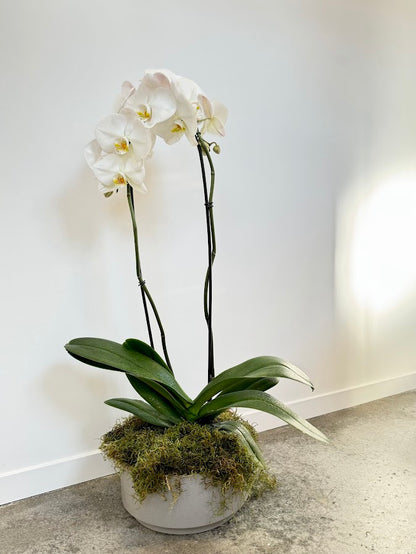 Double Moth Orchid in Grey Bowl