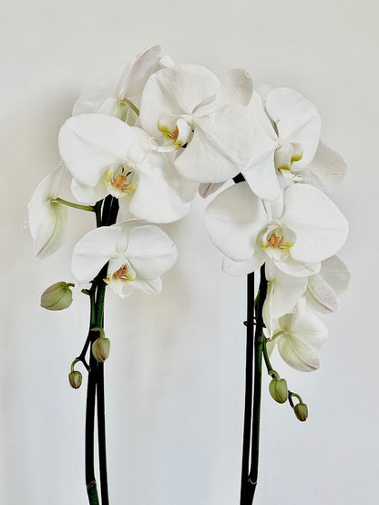 Double Moth Orchid in Grey Bowl