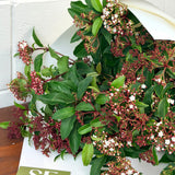 Viburnum Posy