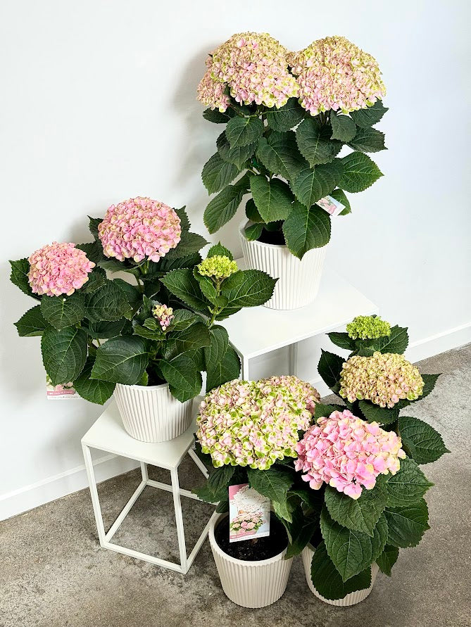 Hydrangea Plants in Ceramic Pot