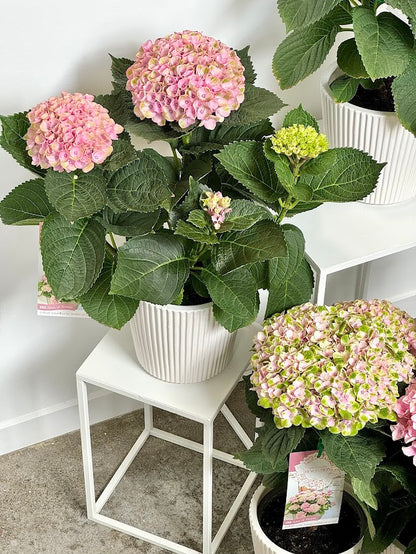 Hydrangea Plants in Ceramic Pot