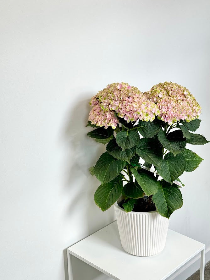 Hydrangea Plants in Ceramic Pot