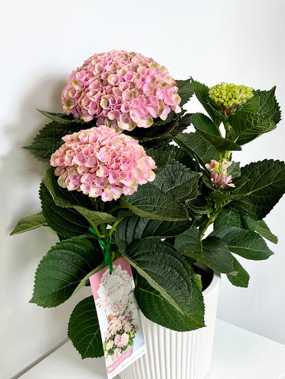 Hydrangea Plants in Ceramic Pot