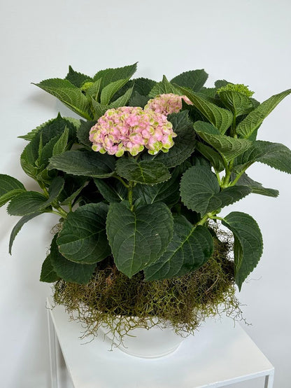 Hydrangea Plant in Ceramic Bowl