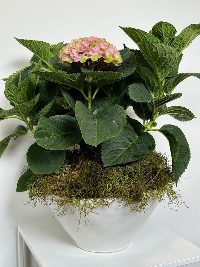 Hydrangea Plant in Ceramic Bowl