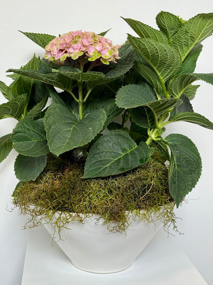 Hydrangea Plant in Ceramic Bowl